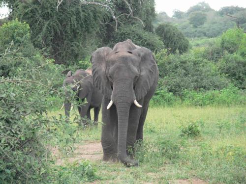 Chobe-Botswana-Namibie-leden-2009-P1140156