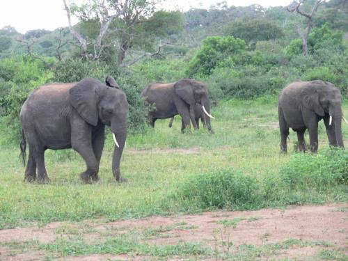 Chobe-Botswana-Namibie-leden-2009-P1140165