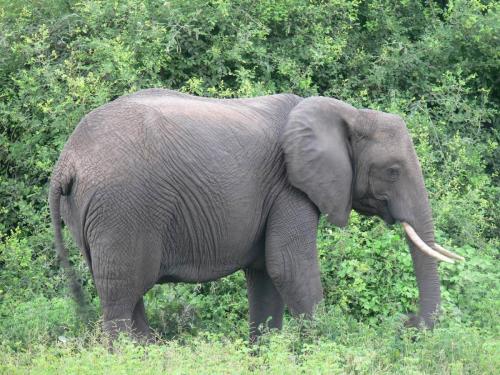 Chobe-Botswana-Namibie-leden-2009-P1140172