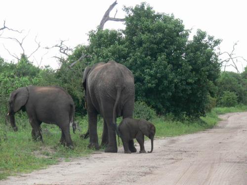 Chobe-Botswana-Namibie-leden-2009-P1140177