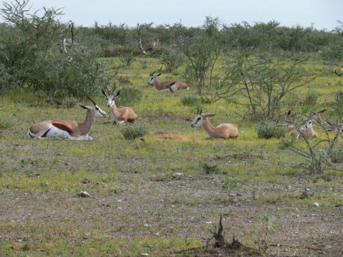 Etosha-NP-Namibie-leden-2009-P1130758