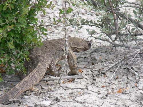 Etosha-NP-Namibie-leden-2009-P1130767