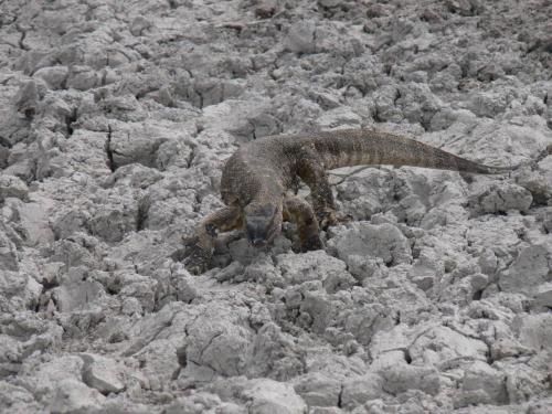 Etosha-NP-Namibie-leden-2009-P1130770