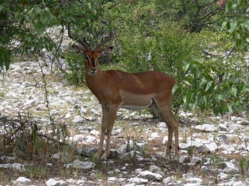Etosha-NP-Namibie-leden-2009-P1130778