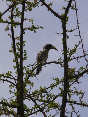 Etosha-NP-Namibie-leden-2009-P1130782