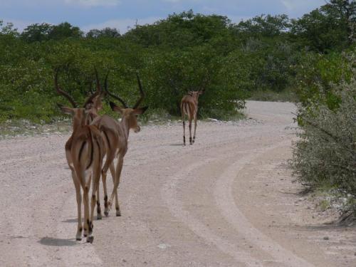 Etosha-NP-Namibie-leden-2009-P1130784
