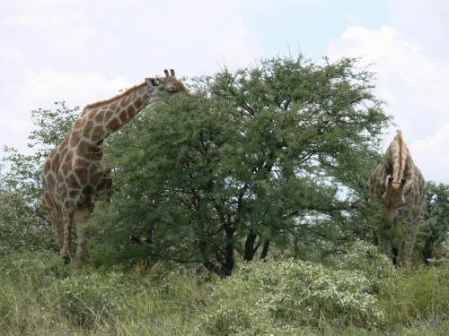 Etosha-NP-Namibie-leden-2009-P1130794