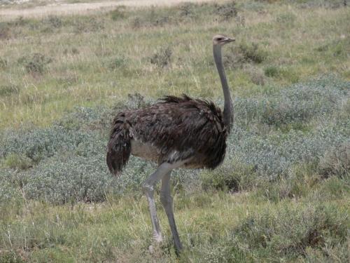 Etosha-NP-Namibie-leden-2009-P1130800