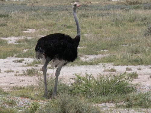 Etosha-NP-Namibie-leden-2009-P1130801