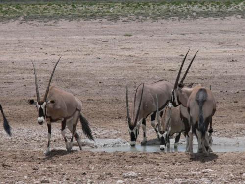 Etosha-NP-Namibie-leden-2009-P1130809