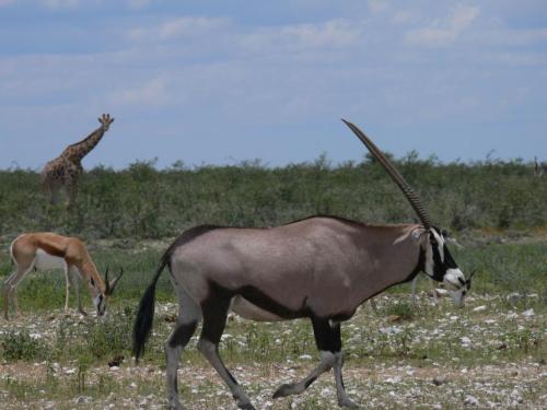 Etosha-NP-Namibie-leden-2009-P1130810