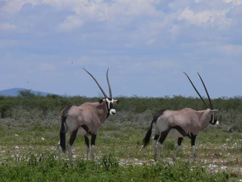 Etosha-NP-Namibie-leden-2009-P1130812