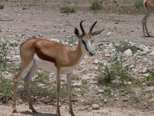 Etosha-NP-Namibie-leden-2009-P1130814