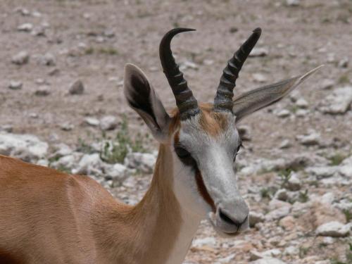 Etosha-NP-Namibie-leden-2009-P1130815