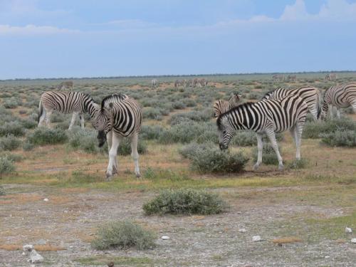 Etosha-NP-Namibie-leden-2009-P1130819