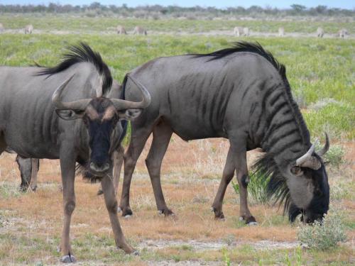 Etosha-NP-Namibie-leden-2009-P1130827
