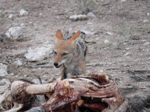 Etosha-NP-Namibie-leden-2009-P1130841