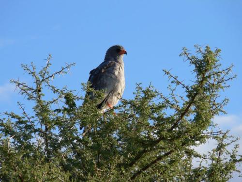 Etosha-NP-Namibie-leden-2009-P1130869