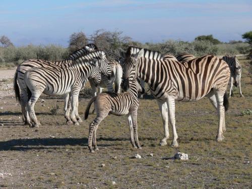 Etosha-NP-Namibie-leden-2009-P1130874