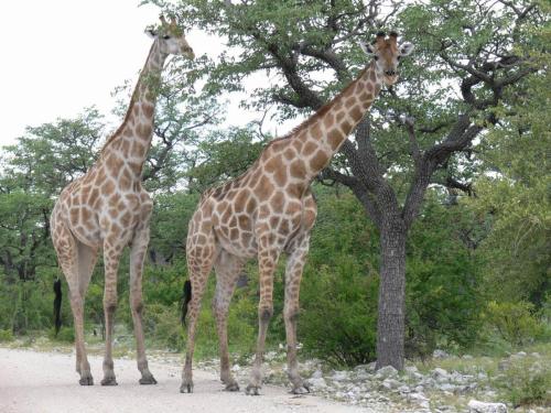 Etosha-NP-Namibie-leden-2009-P1130880