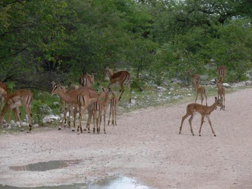 Etosha-NP-Namibie-leden-2009-P1130893