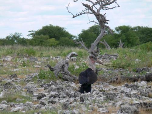 Etosha-NP-Namibie-leden-2009-P1130914