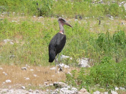 Etosha-NP-Namibie-leden-2009-P1130918