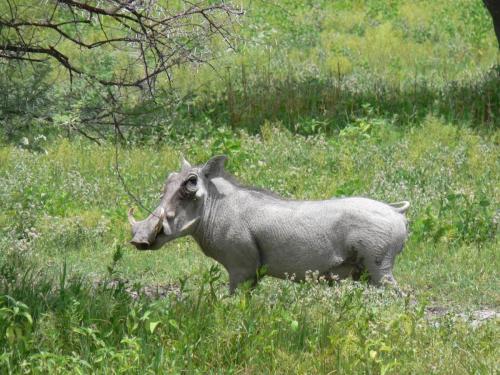 Etosha-NP-Namibie-leden-2009-P1130929