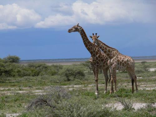 Etosha-NP-Namibie-leden-2009-P1130940