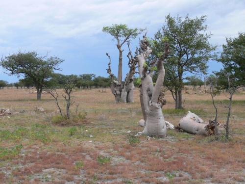 Moringa-ovalifolia-Etosha-NP-Namibie-leden-2009-P1130833