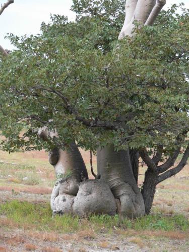Moringa-ovalifolia-Etosha-NP-Namibie-leden-2009-P1130836