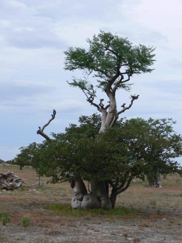 Moringa-ovalifolia-Etosha-NP-Namibie-leden-2009-P1130838