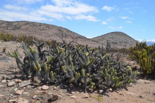 Austrocylindropuntia-migueli-El-Trapiche-NEO2-Peru Chile-2014 1210