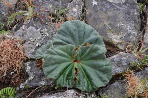 Begonia-Machu-Picchu-Peru Chile-2014 0830