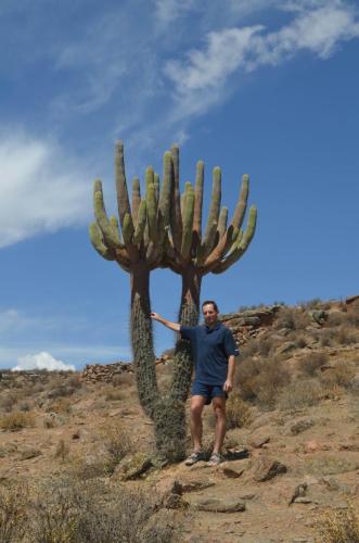 Browningia-candelaris-Nazca-to-Puquio-GPS189-Peru Chile-2014 0108