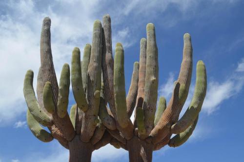 Browningia-candelaris-Nazca-to-Puquio-GPS189-Peru Chile-2014 0113