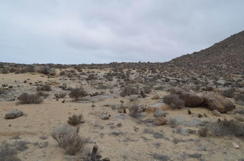 Copiapoa-calderana-PV2798-Caldera-severne-GPS2601-Peru Chile-2014 2562