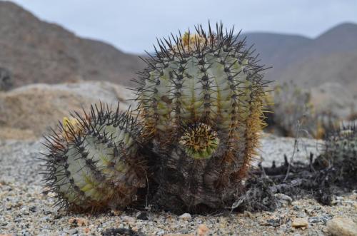 Copiapoa-calderana-PV2798-Caldera-severne-GPS2601-Peru Chile-2014 2571
