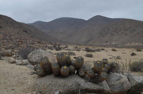 Copiapoa-calderana-PV2798-Caldera-severne-GPS2601-Peru Chile-2014 2586