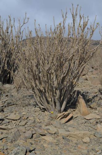 Copiapoa-calderana-greener-PV2771-Euphorbia-lactiflua-PV2772-Caldera-severne-GPS203-Peru Chile-2014 1416