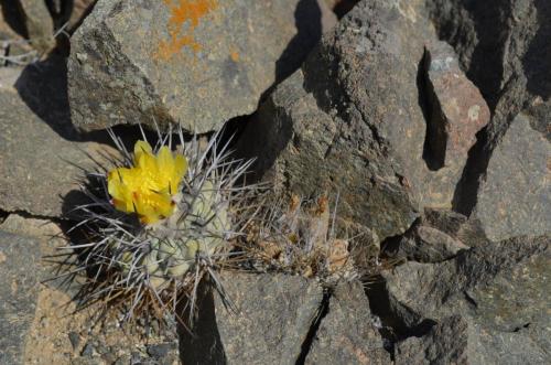 Copiapoa-calderana-greener-PV2771-Neochilenia-Caldera-severne-GPS203-Peru Chile-2014 1445