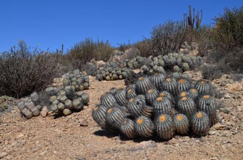 Copiapoa-cinerea-mountain-form-PV2790-Copiapoa-haseltoniana-tenebrosa-PV2789-Taltal-V-Mt-Perales-Peru Chile-2014 2073