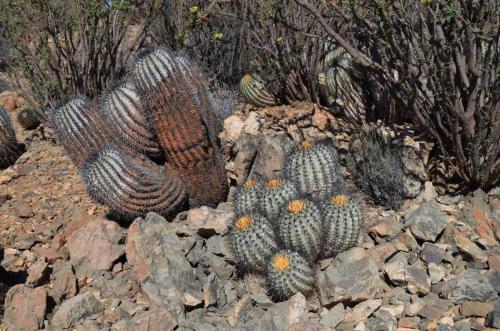 Copiapoa-cinerea-mountain-form-PV2790-Copiapoa-haseltoniana-tenebrosa-PV2789-Taltal-V-Mt-Perales-Peru Chile-2014 2085
