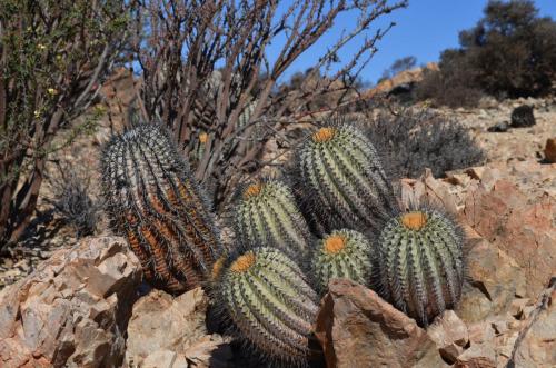 Copiapoa-cinerea-mountain-form-PV2790-Copiapoa-haseltoniana-tenebrosa-PV2789-Taltal-V-Mt-Perales-Peru Chile-2014 2089