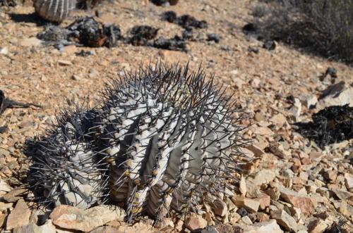 Copiapoa-cinerea-mountain-form-PV2790-Taltal-V-Mt-Perales-Peru Chile-2014 2080