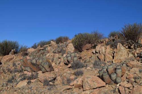 Copiapoa-cinerea-mountain-form-PV2790Taltal-V-Mt-Perales-GPS96-Peru Chile-2014 2148