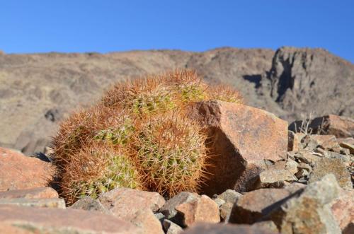 Copiapoa-coquimbana-andina-PV2801-El-Donkey-vychodne-GPS224-Peru Chile-2014 2728