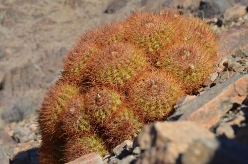 Copiapoa-coquimbana-andina-PV2801-El-Donkey-vychodne-GPS224-Peru Chile-2014 2730