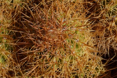 Copiapoa-coquimbana-andina-PV2801-El-Donkey-vychodne-GPS224-Peru Chile-2014 2732