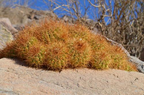 Copiapoa-coquimbana-andina-PV2801-El-Donkey-vychodne-GPS225-Peru Chile-2014 2747